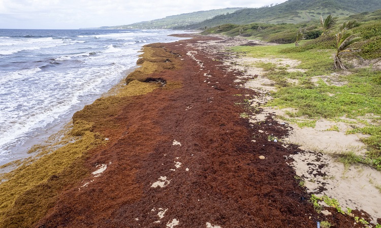 24 triệu tấn tảo mơ phủ kín bờ biển Caribe