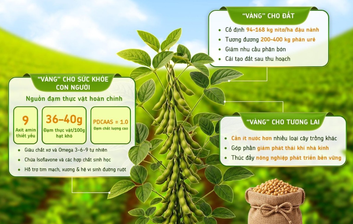 Đậu nành - ‘vàng mọc trên đất’